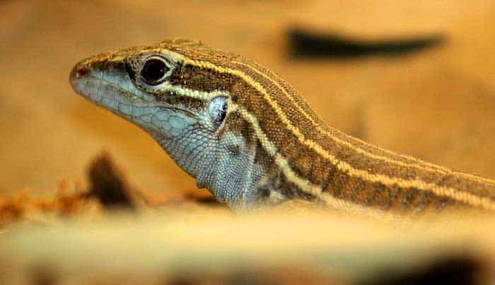 Whiptail Lizard