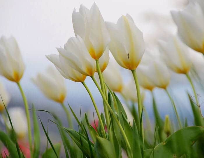 White Tulip