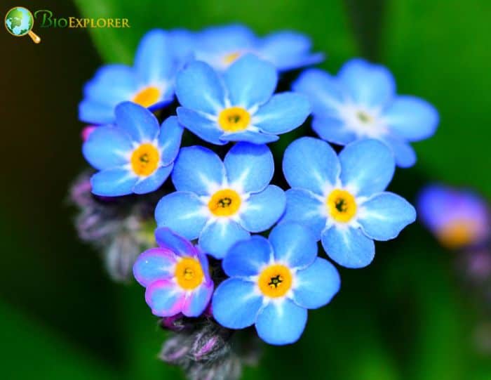 Wood Forget Me Not