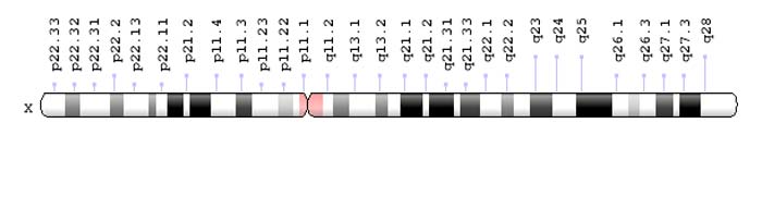 X-Chromosome