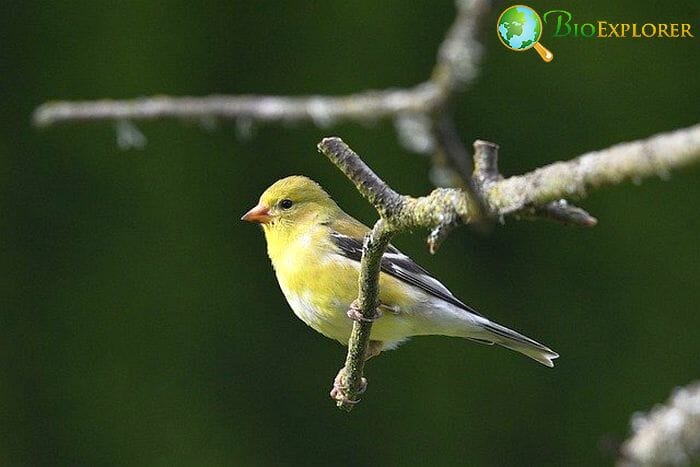 American Goldfinch