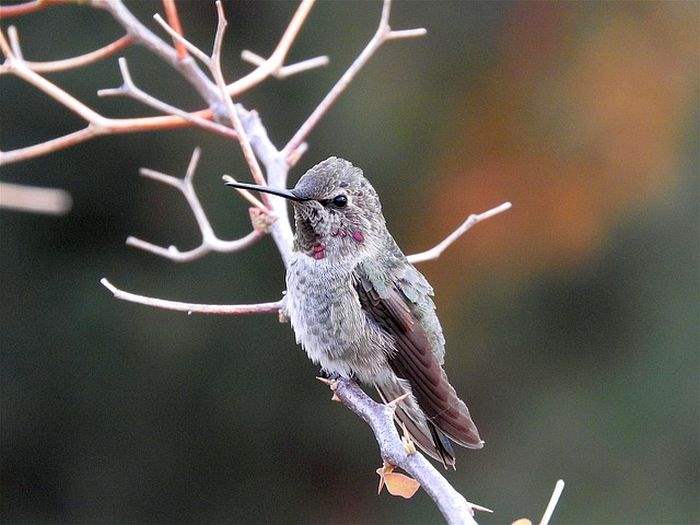 Annas Hummingbird