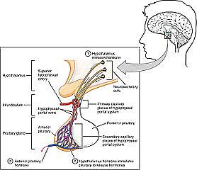 Anterior Pituitary Complex