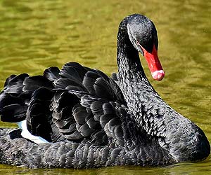 Black Swan (Cygnus atratus)