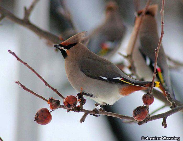 Bohemian Waxwing