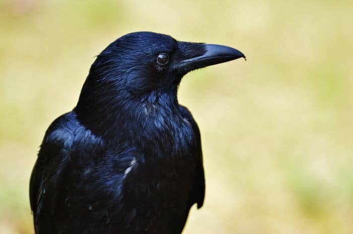 Why is it called a carrion crow?