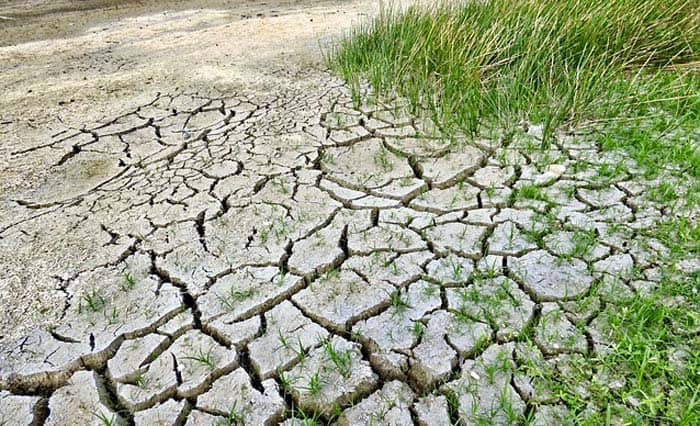 Climate change on plants