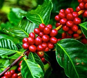 Coffee Plant