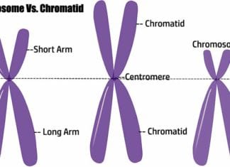 Difference between Chromosome and Chromatid