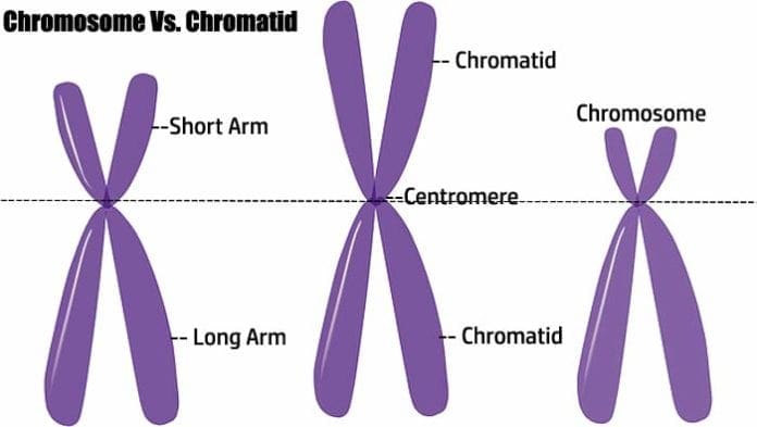 Difference between Chromosome and Chromatid