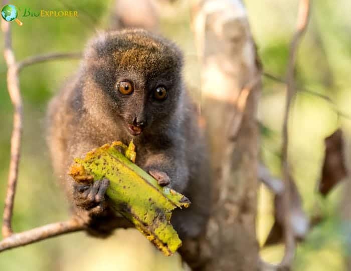 Eastern Lesser Bamboo Lemur Conservation Status and Protection