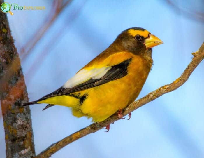 Evening Grosbeak