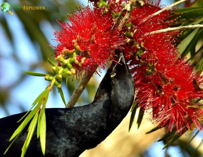 Greater Antillean Grackle Nesting and Breeding Patterns