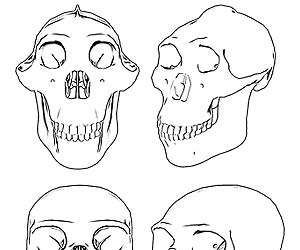 hominins