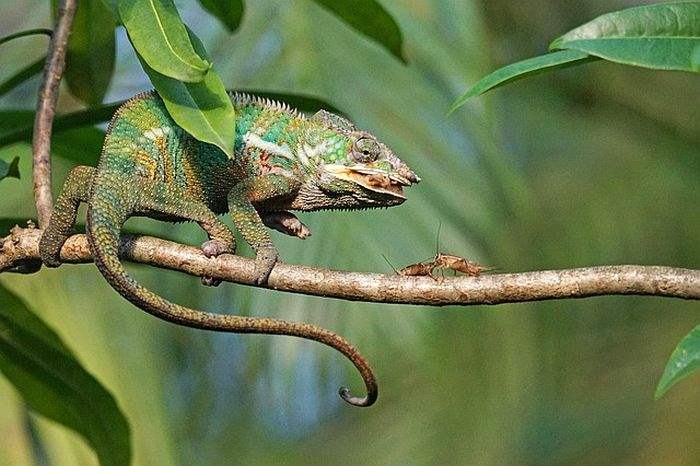 How Do Chameleons Hunt