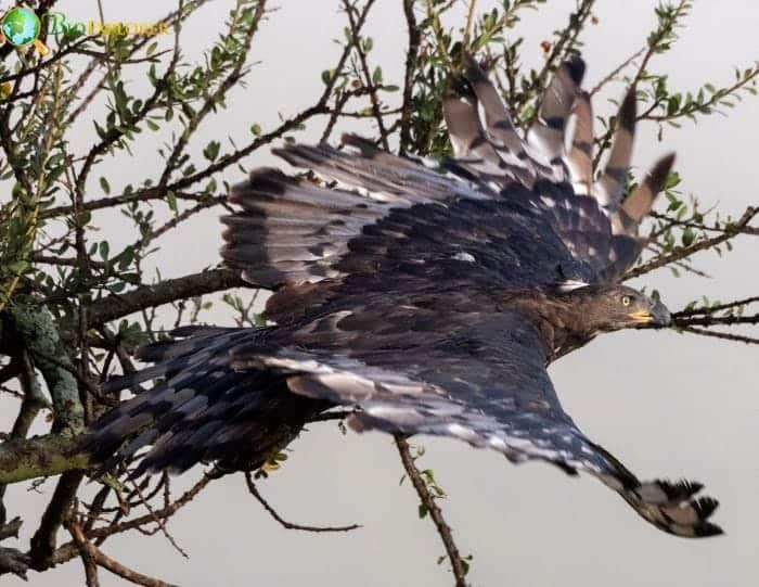 Importance Of Conservation for Crowned Eagles