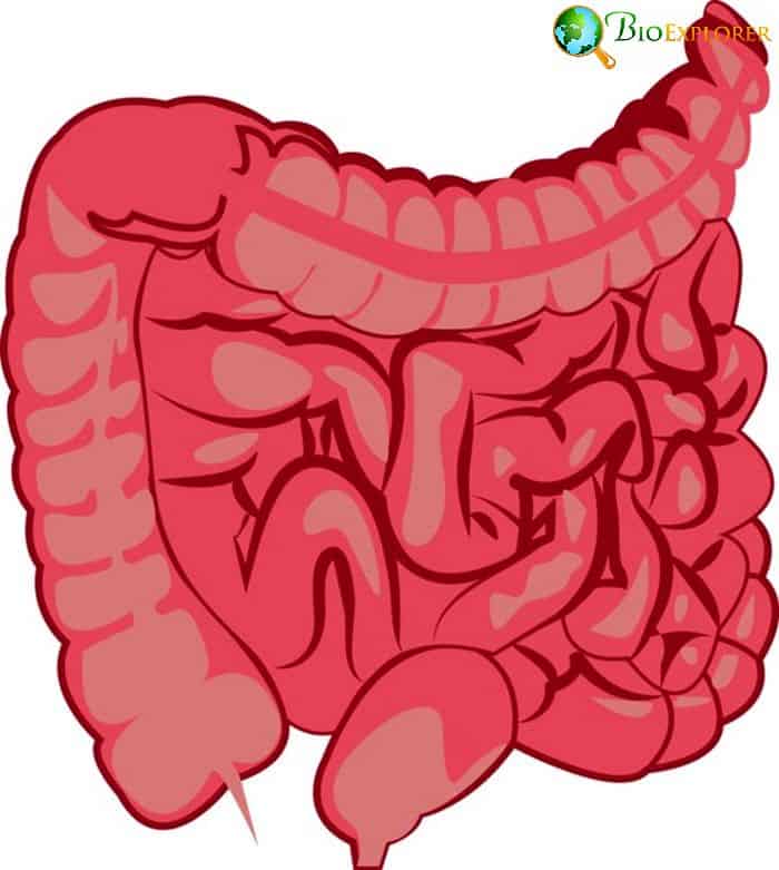 Intestinal Tracts