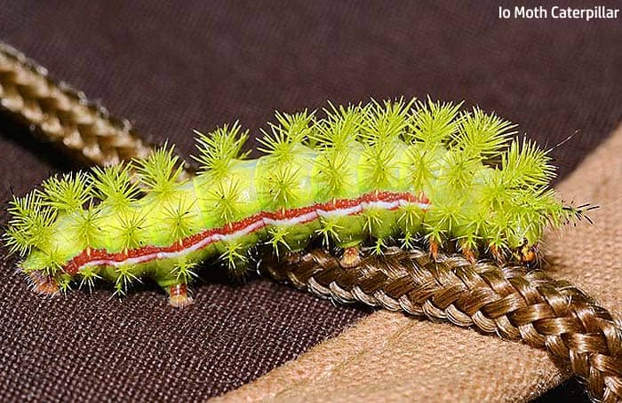 io moth caterpillar wiki