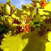 Oncidium orchid leaves