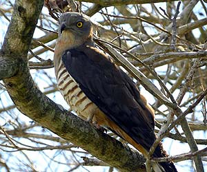 Pacific Baza