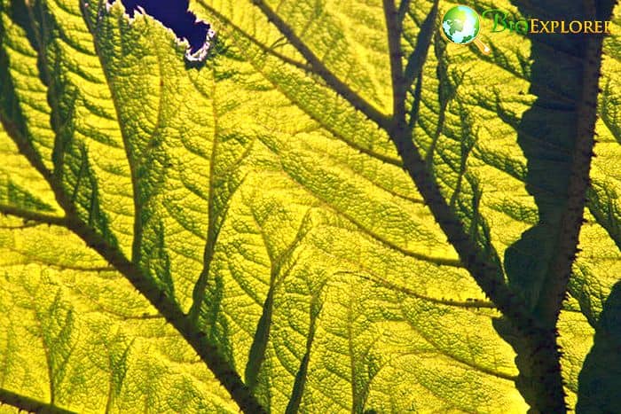 Plant In Sunlight