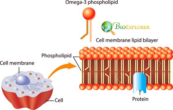 Plasma Membrane