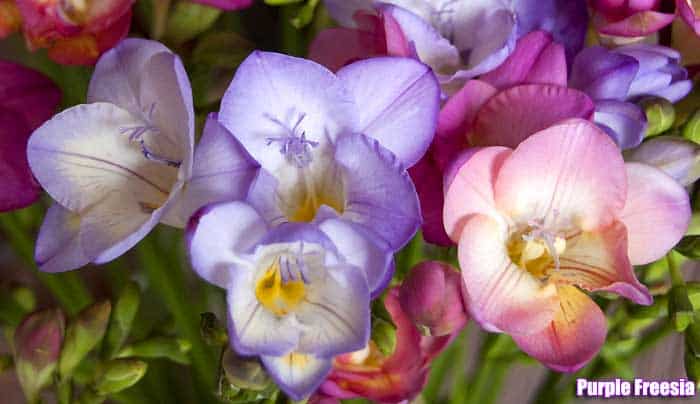 Purple freesia