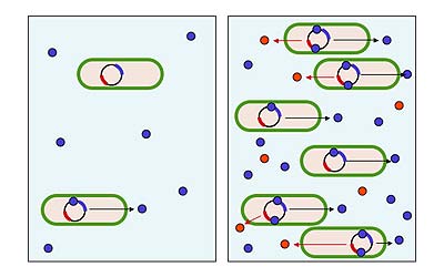 quorum sensing