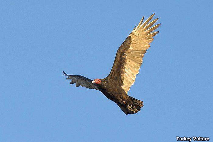 Turkey Vulture