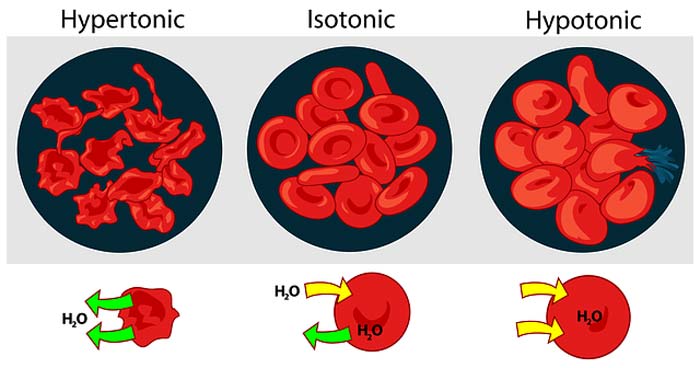 White Blood Cells