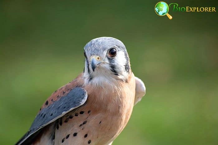 American Kestrel (Massachusetts Bird)