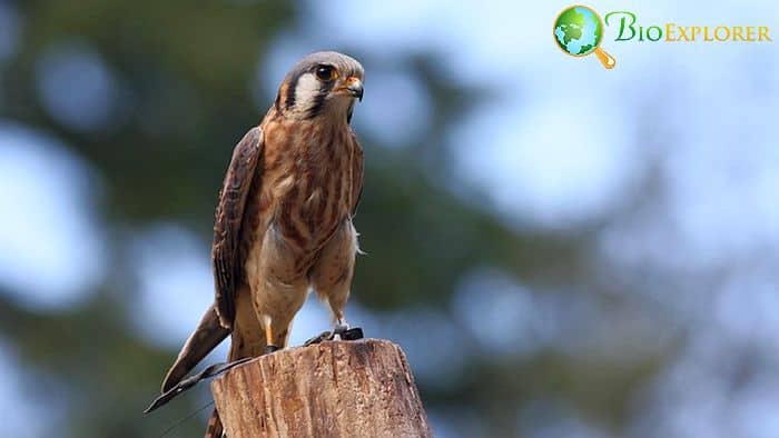 American Kestrel