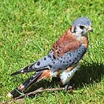 American Kestrel In Massachusetts