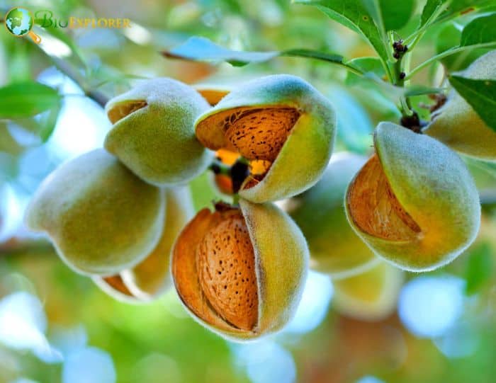 Almond's Tree