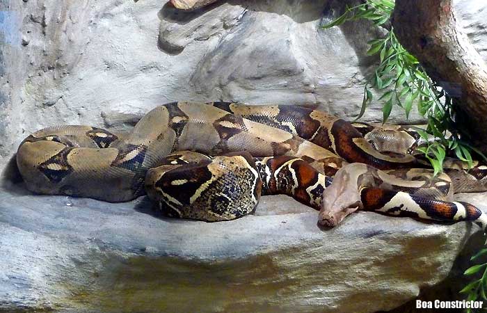 Boa constrictor