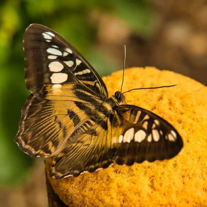 Clipper Butterfly