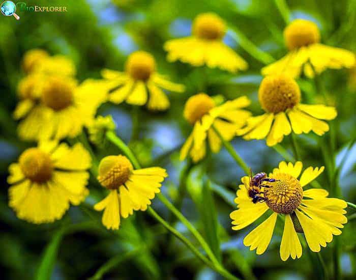 Coneflower Echinacea Para