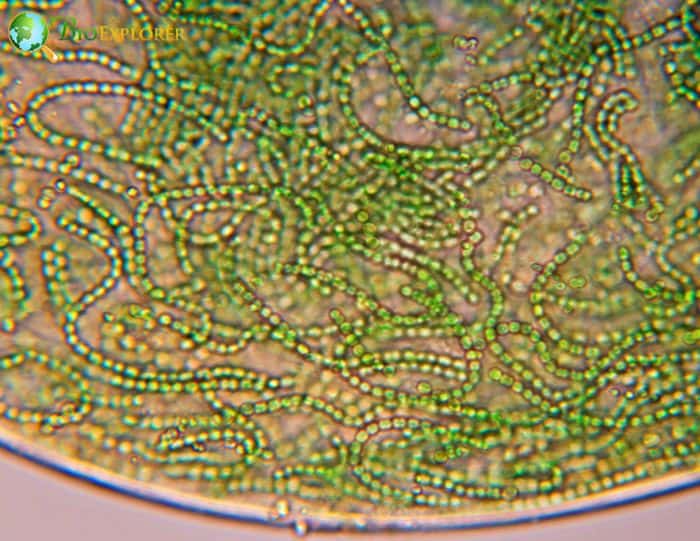 Cyanobacteria