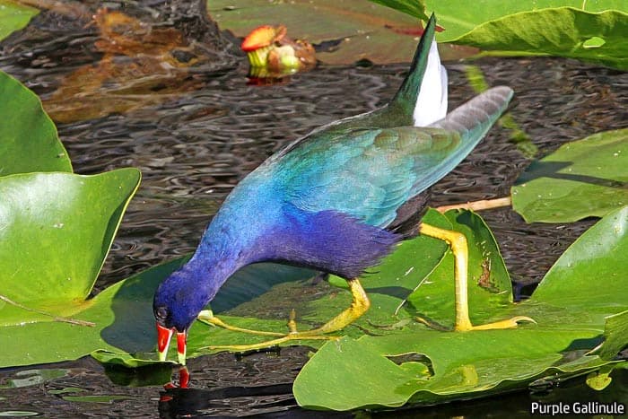 Florida Purple Gallinule