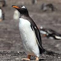 Gentoo Penguin