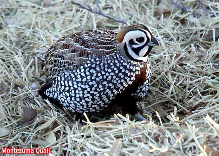 Montezuma Quail (Cyrtonyx montezumae)