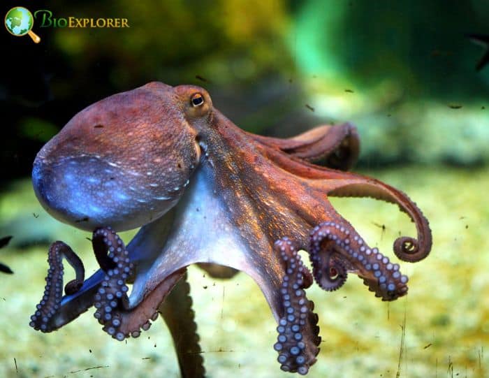 Octopus