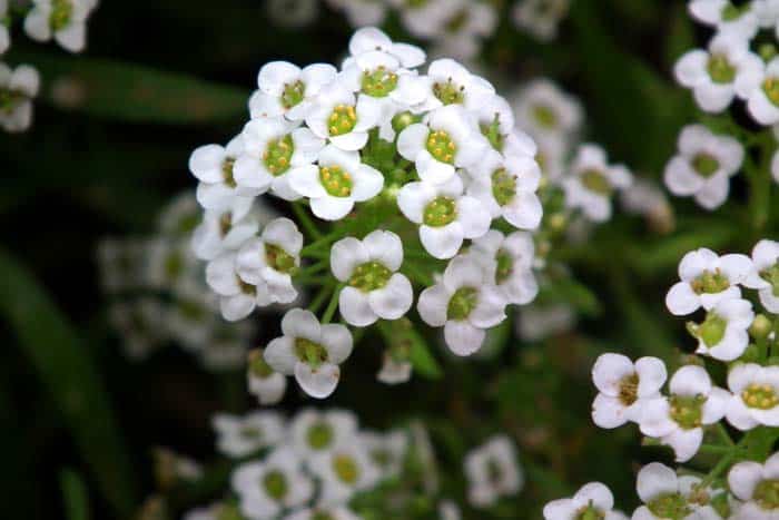 Pale Alyssum