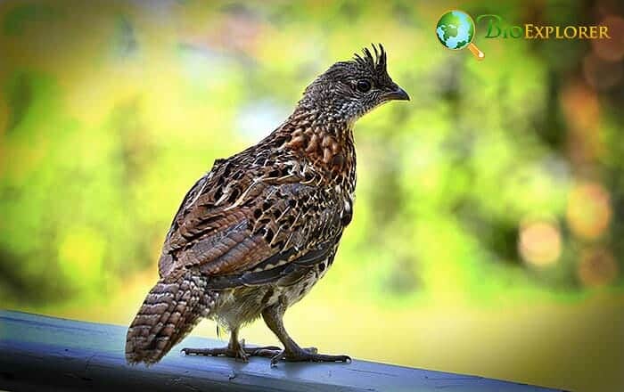 Ruffed Grouse (Venomous Bird)