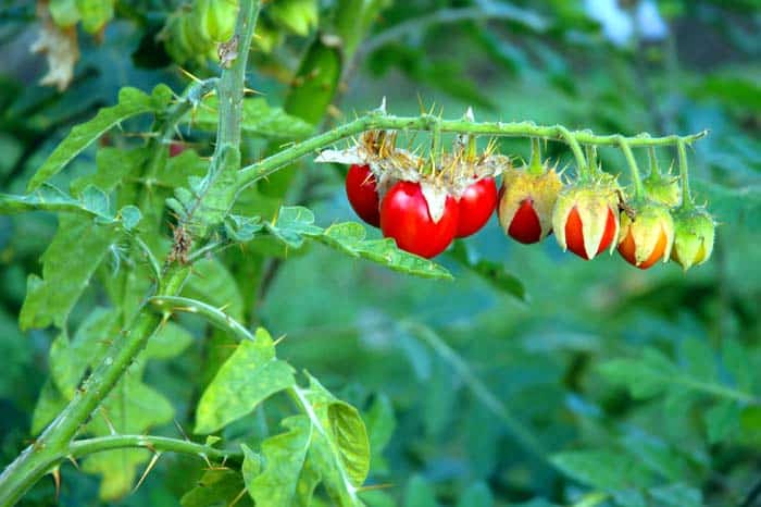 Solanum peruvianum