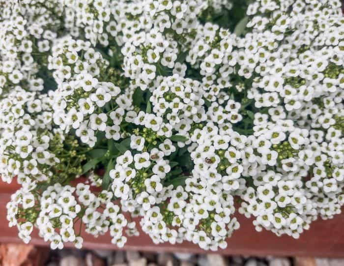 Sweet Alyssum