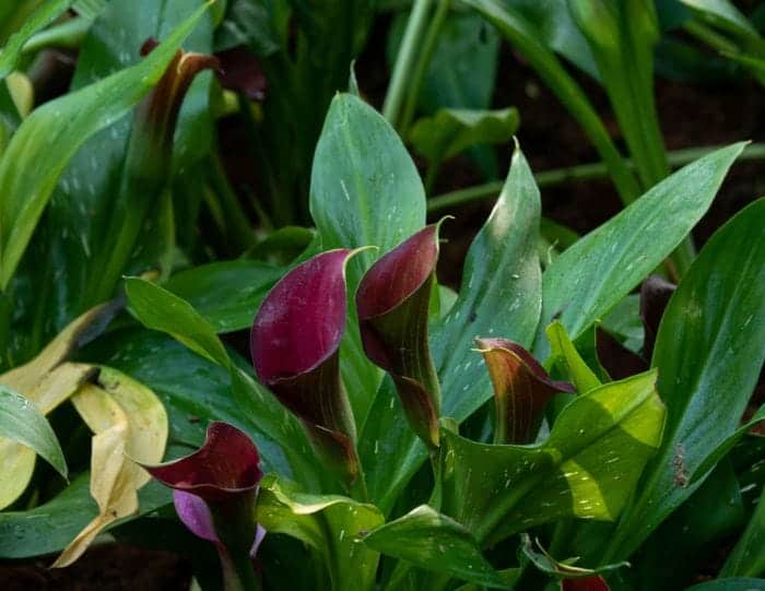 Zantedeschia Black Star