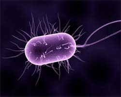 Bacteria Movements by Flagella