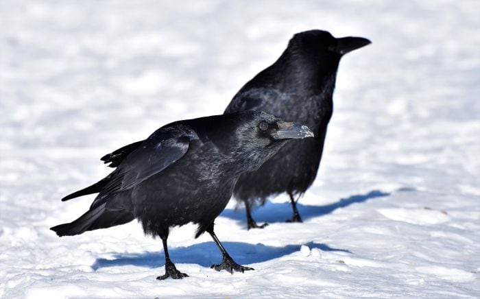 What are carrion crows known for?