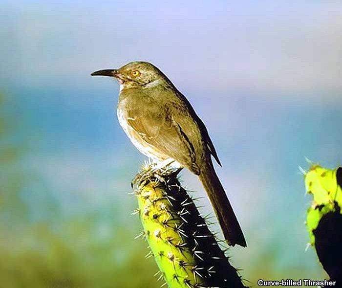 Curve-billed Thrasher